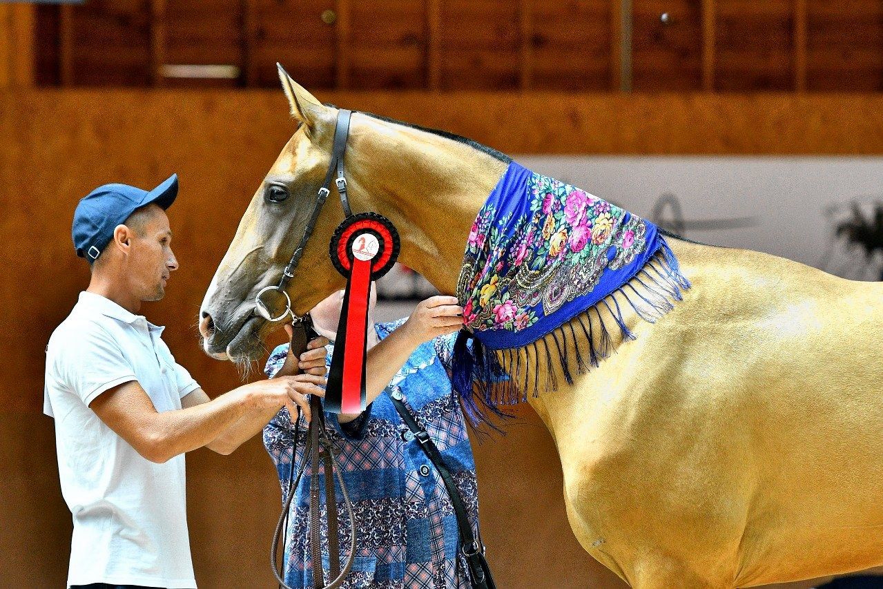 Zorgen zijn er in de paardenwereld over het zeldzame, oeroude Akhal Teke- ras uit Turkmenistan, dat gefokt wordt op twee stoeterijen in Kiev.