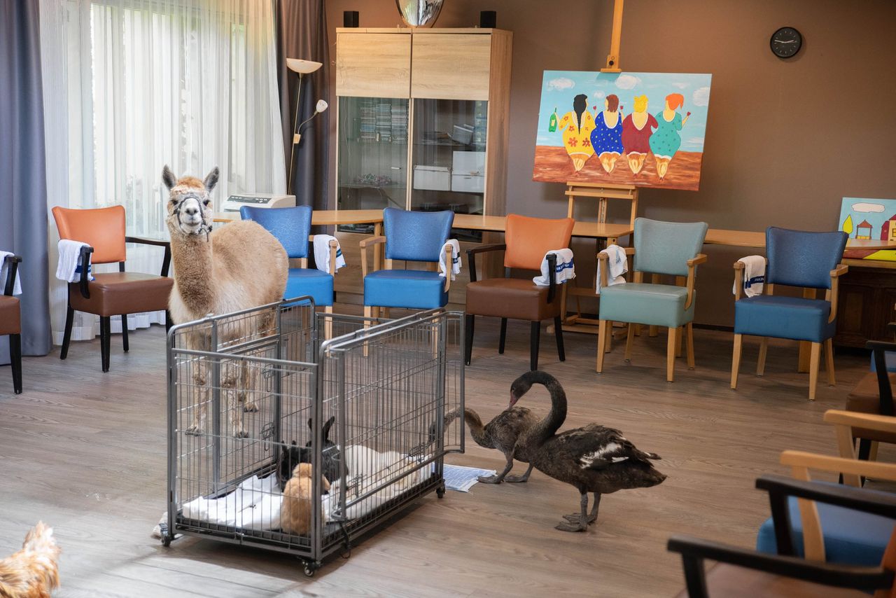 In verpleeghuis Haagwijk in Leiden komen vrijwilligers langs met dieren waarmee de bewoners kunnen knuffelen.