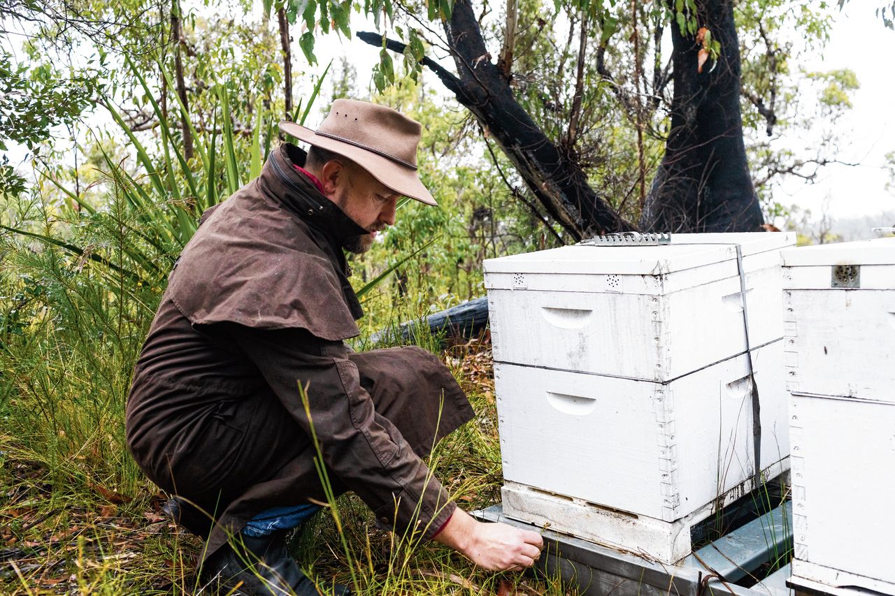 Andrew Wilson heeft 41 bijenkasten in een bos ten noorden van Sydney. Zijn bijen worden bedreigd door de varroamijt.