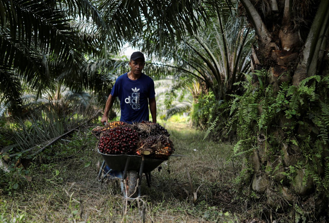 Een Indonesische arbeidsmigrant tijdens de oogst van de oliepalm op een plantage in Maleisië.