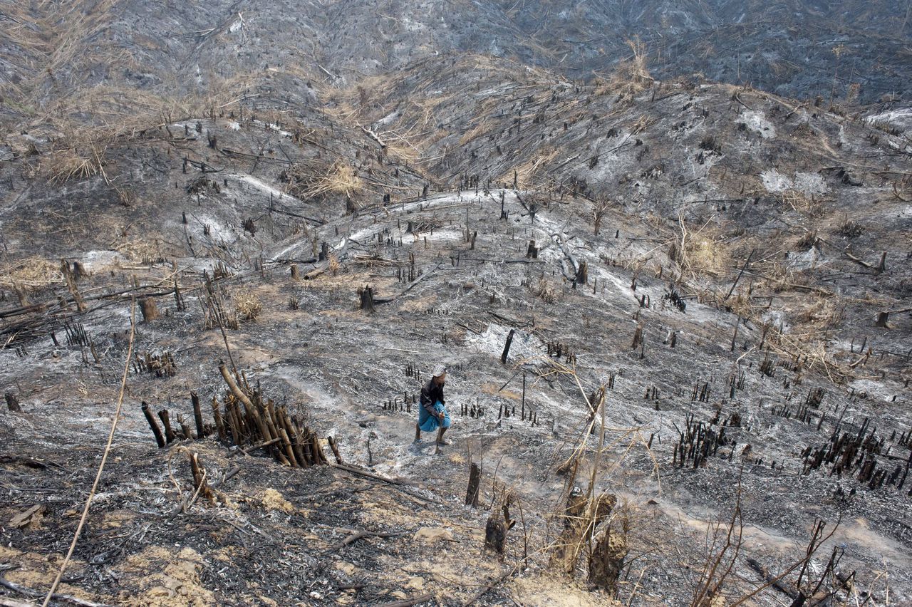 Een persoon verzamelt verbrand teakhout in een afgebrand bos in Myanmar.