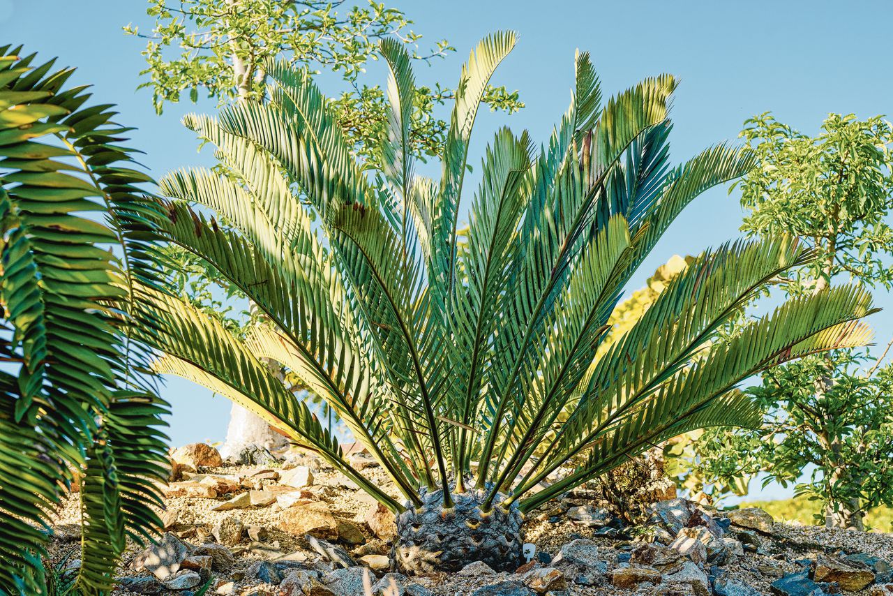 Van de palmvaren Encephalartos woodii zijn alleen nog mannelijke exemplaren over; hij is uitgestorven in het wild.