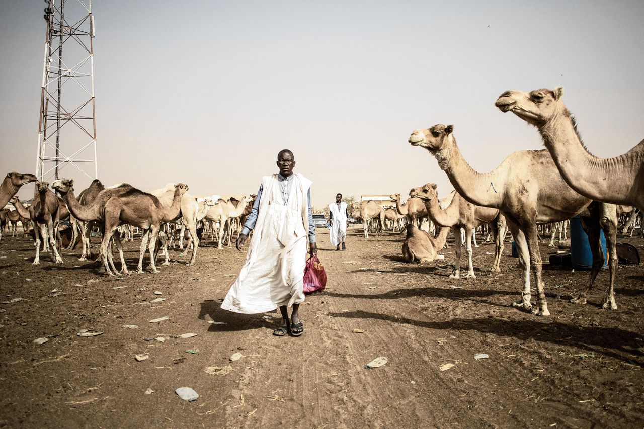 Boven: melkvee in Mauritanië; onder: winkel van Mohamed Vadel, die alleen buitenlandse melk verkoopt.