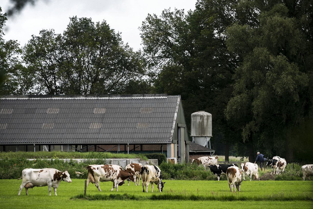 Nederland telt zo’n 15.000 melkveebedrijven. Hun inkomsten zijn tussen 2020 en 2022 meer dan verdrievoudigd: van 33.000 naar 115.000 euro.