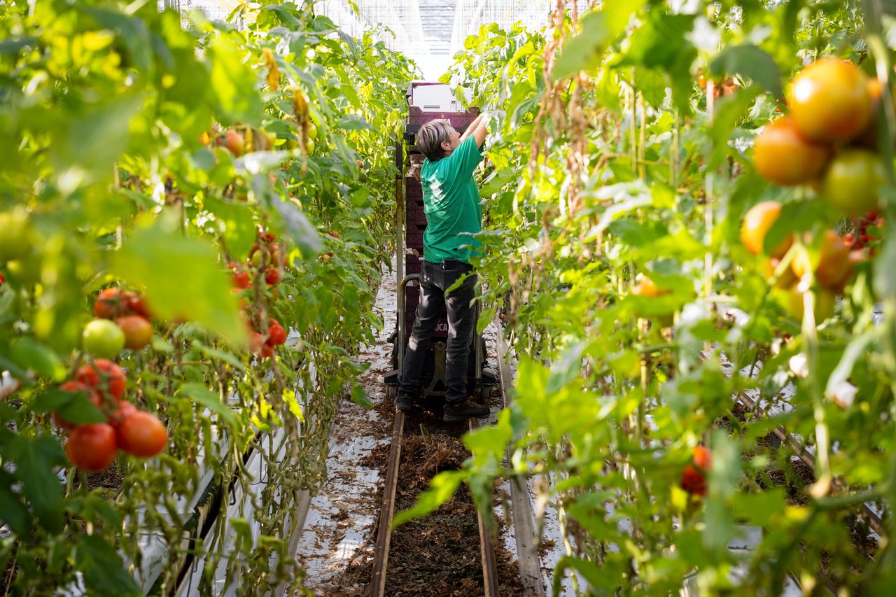 In veel kwekerijen staat een deel van de tomatenkassen leeg door de hoge energieprijzen.