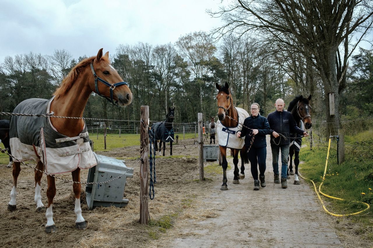 Pauline en Anthon Dirksen runnen een paardenpension in het Brabantse Chaam.