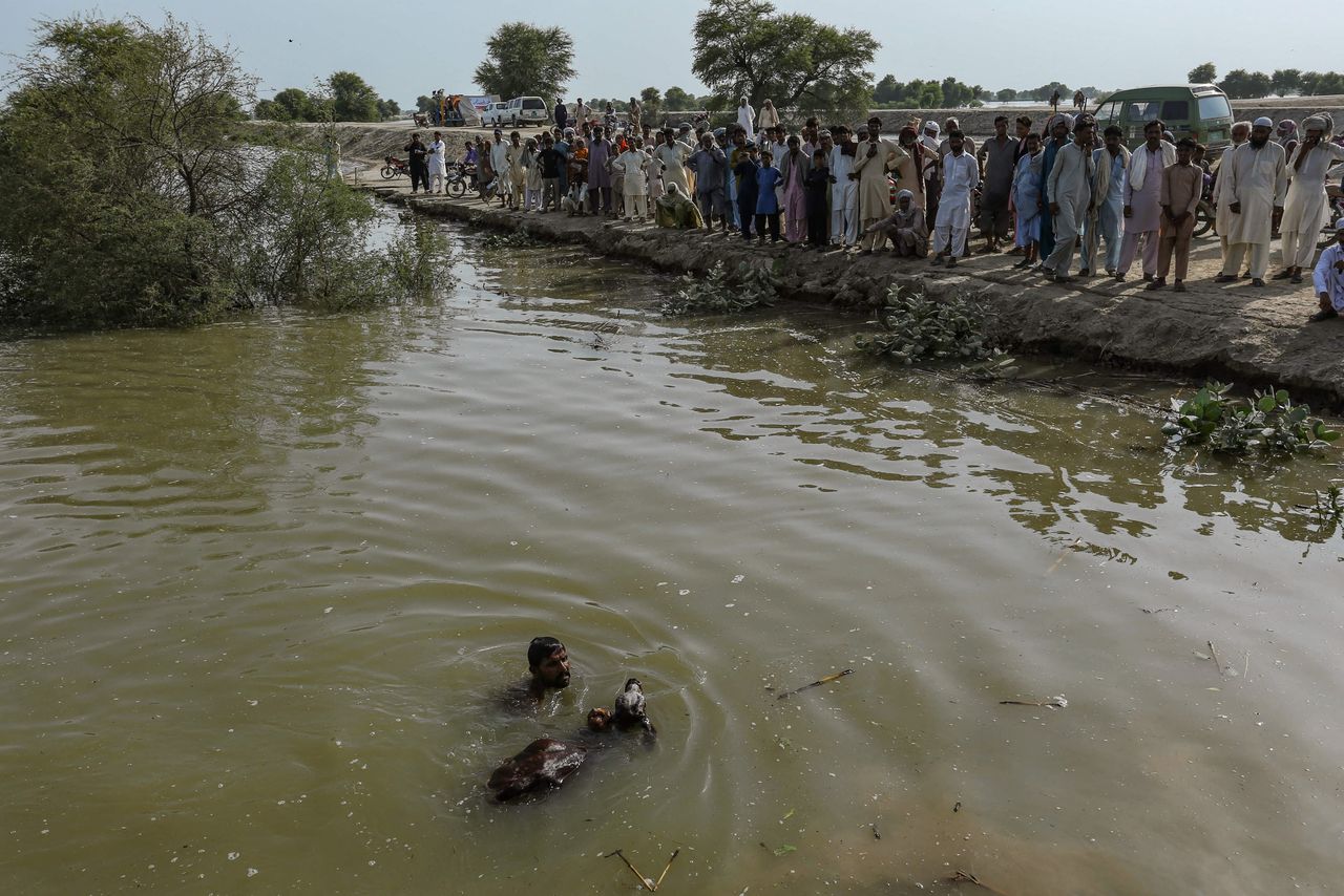 Een boer helpt vee op het droge na overstromingen in de Pakistaanse provincie Punjab in augustus. Dergelijke overstromingen zullen volgens een rapport van The Global Fund een dramatische stijging van het aantal malaria-infecties veroorzaken.