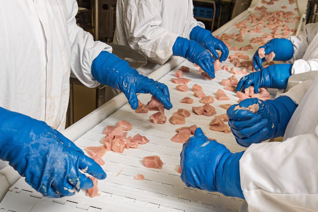 Nederland telt ruim zeshonderd vleeskuikenbedrijven en exporteert jaarlijks bijna 1,5 miljoen ton kuikenvlees.