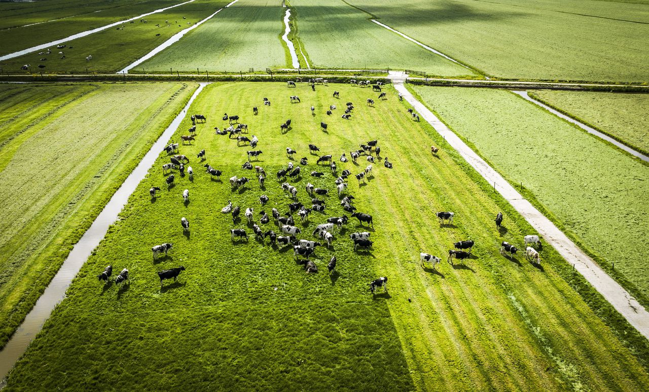 Een dronefoto van een groep koeien in een weiland in het Groene Hart.