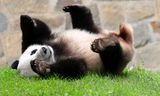 Reuzenpanda Xiao Qi Ji speelt in zijn verblijf in de Smithsonian National Zoo in Washington, eind september.